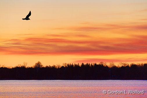 Gull At Sunrise_22907.jpg - Photographed along the Rideau Canal Waterway near Crosby, Ontario, Canada.